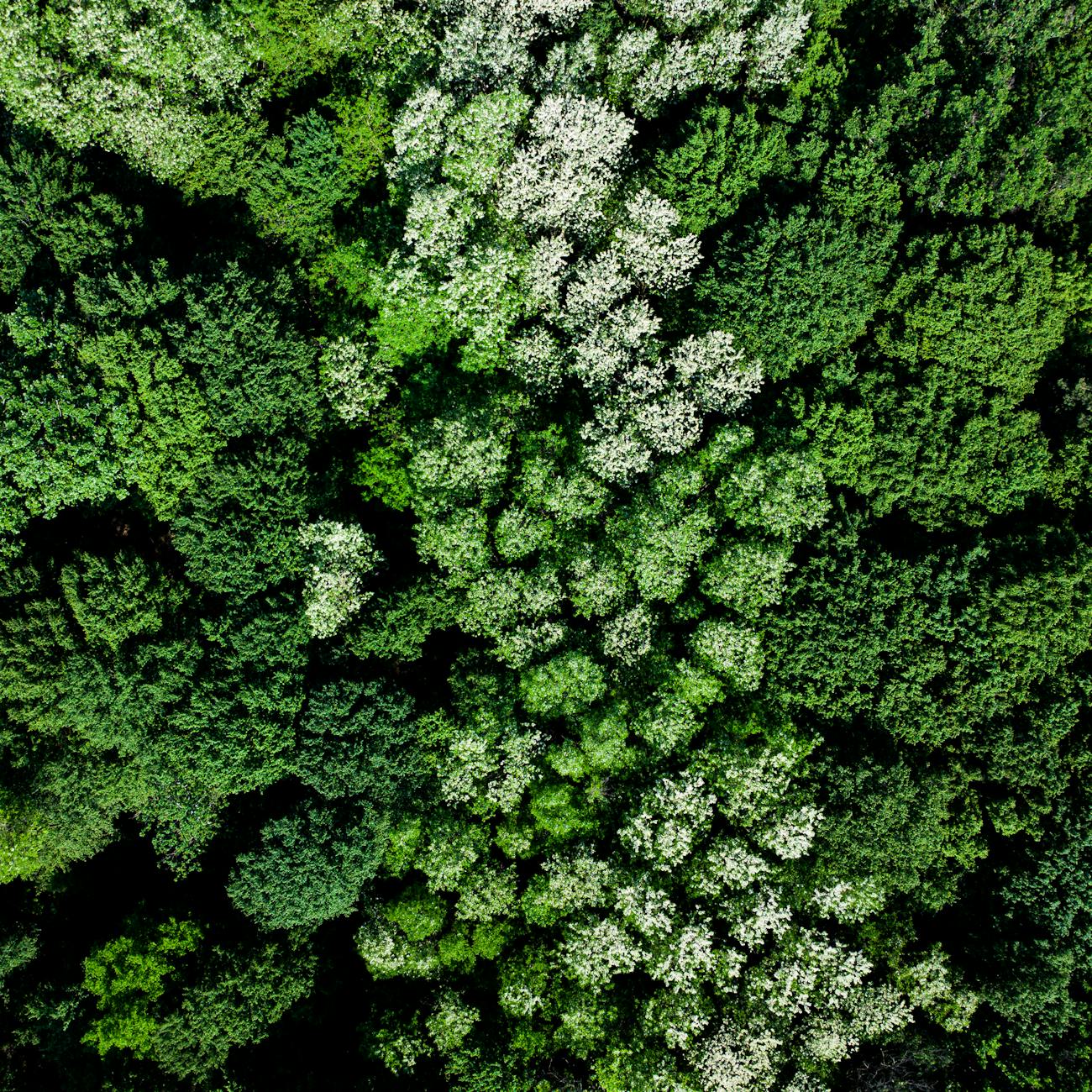 Emerging Issues in Environmental Law