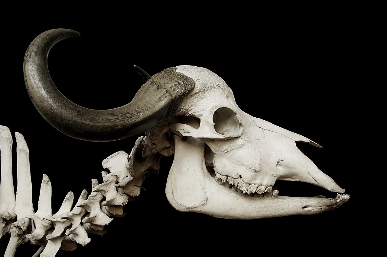 Understanding basic exotic animal anatomy and physiology