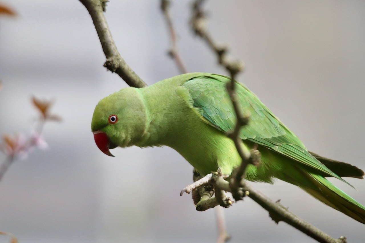 Treating exotic animals for shock and hypothermia