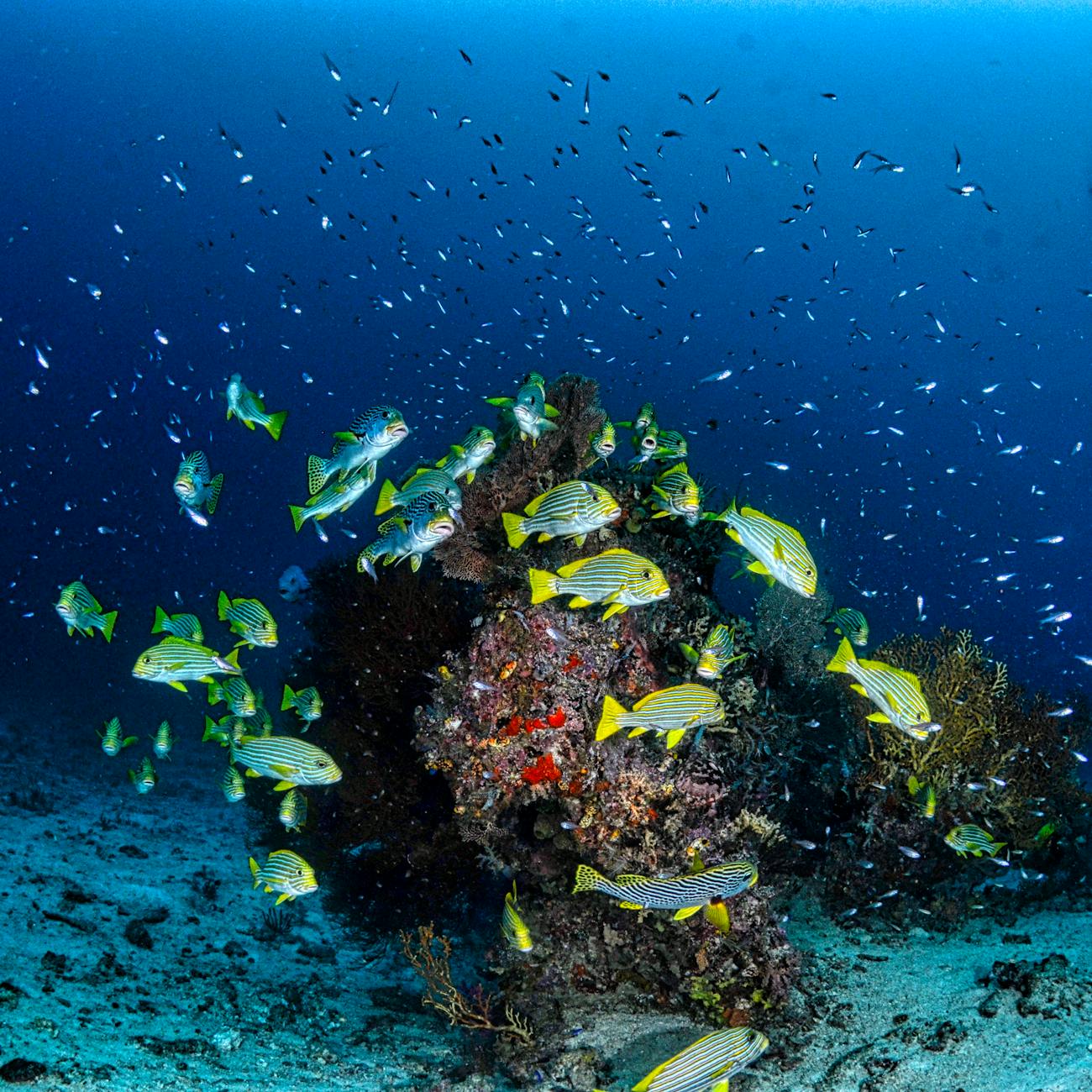 Aquatic Toxicology