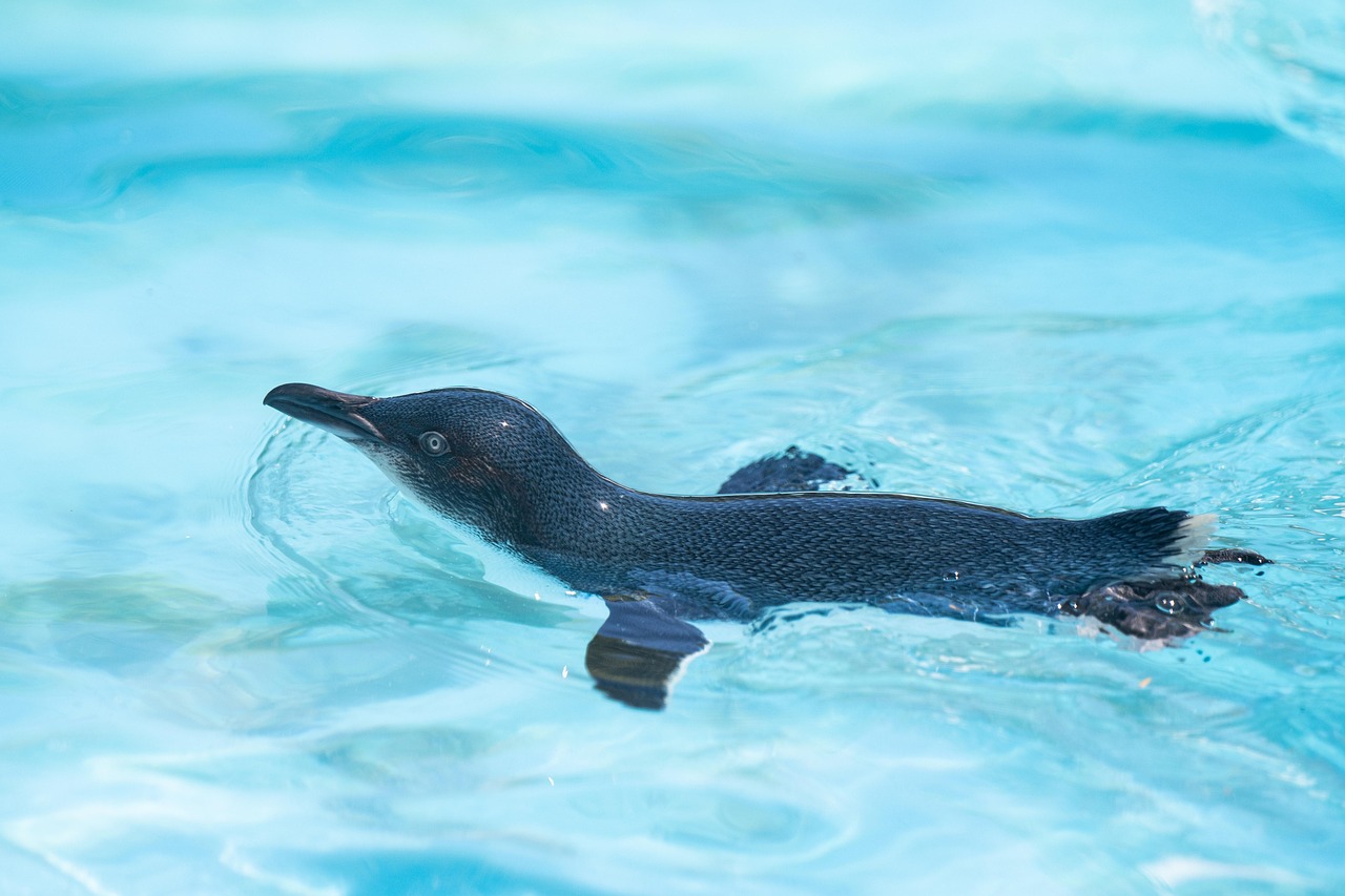 Penguin Anatomy and Physiology