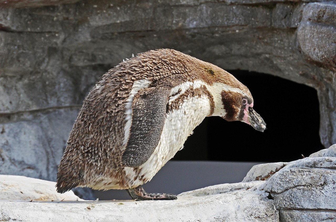 Penguin Enclosure Design and Maintenance