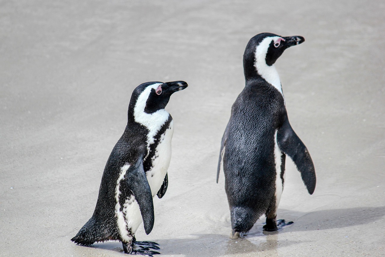 Penguin Breeding and Reproduction