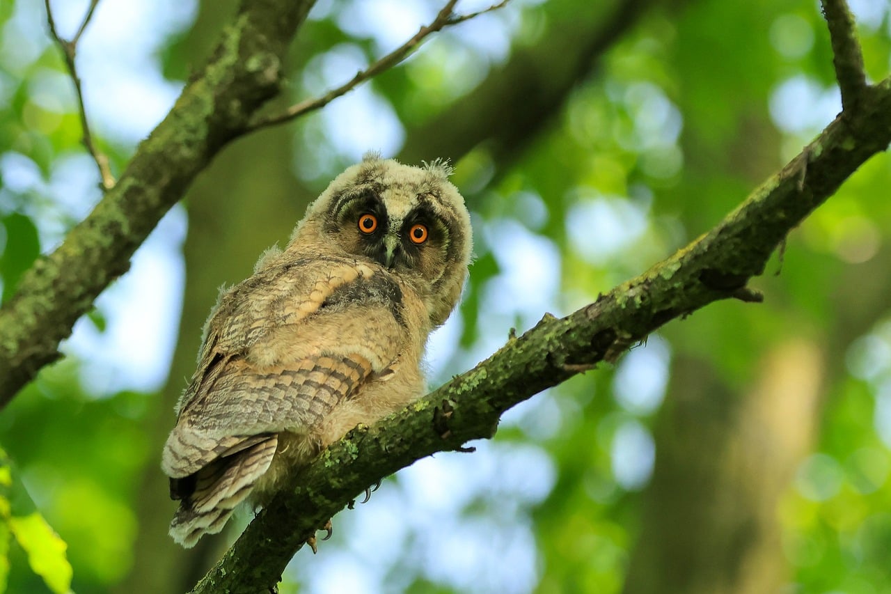 Nocturnal Animal Diet and Nutrition