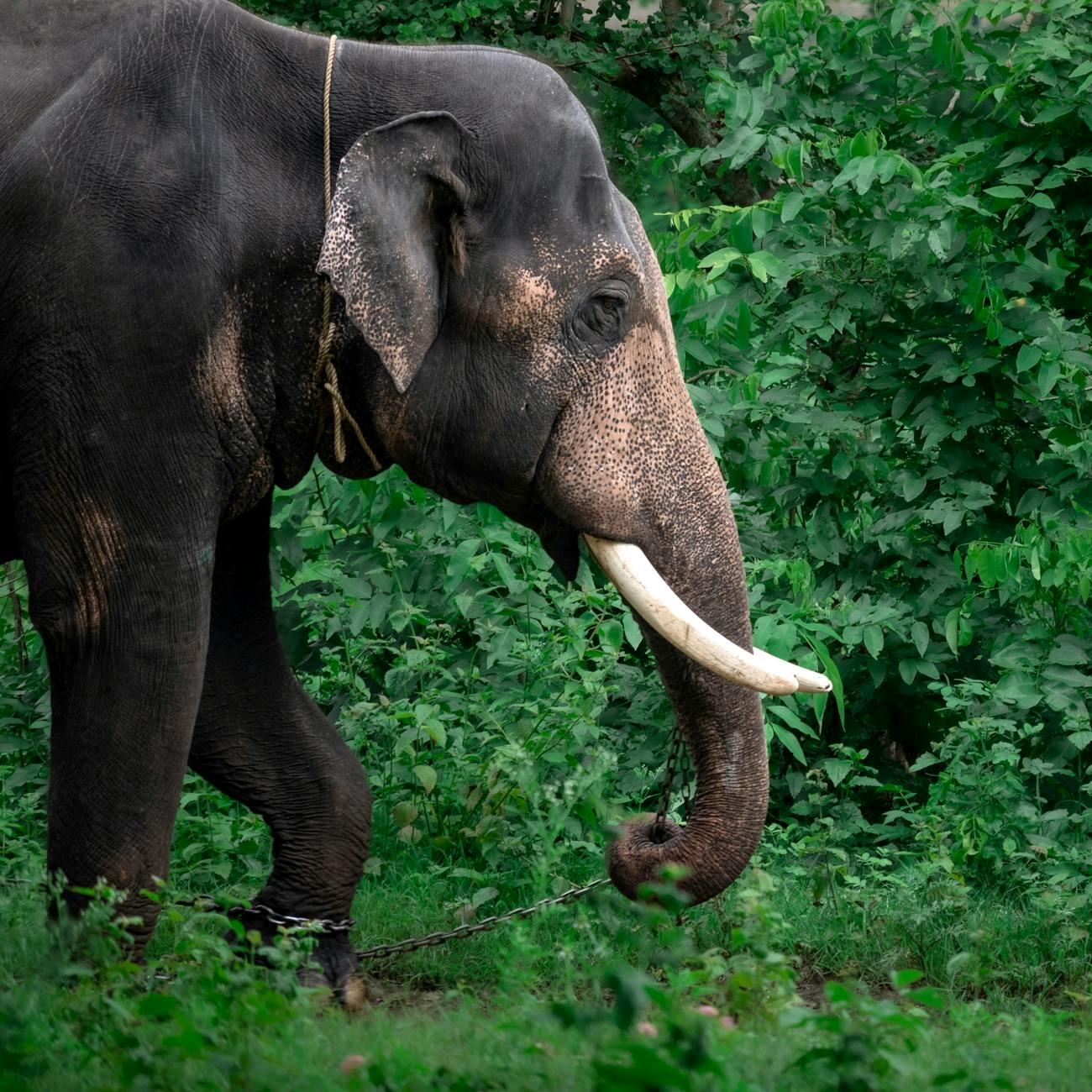 Digital Marketing for Wildlife Tourism
