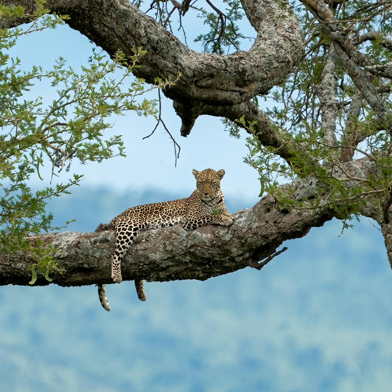 Destination Marketing for Wildlife Tourism