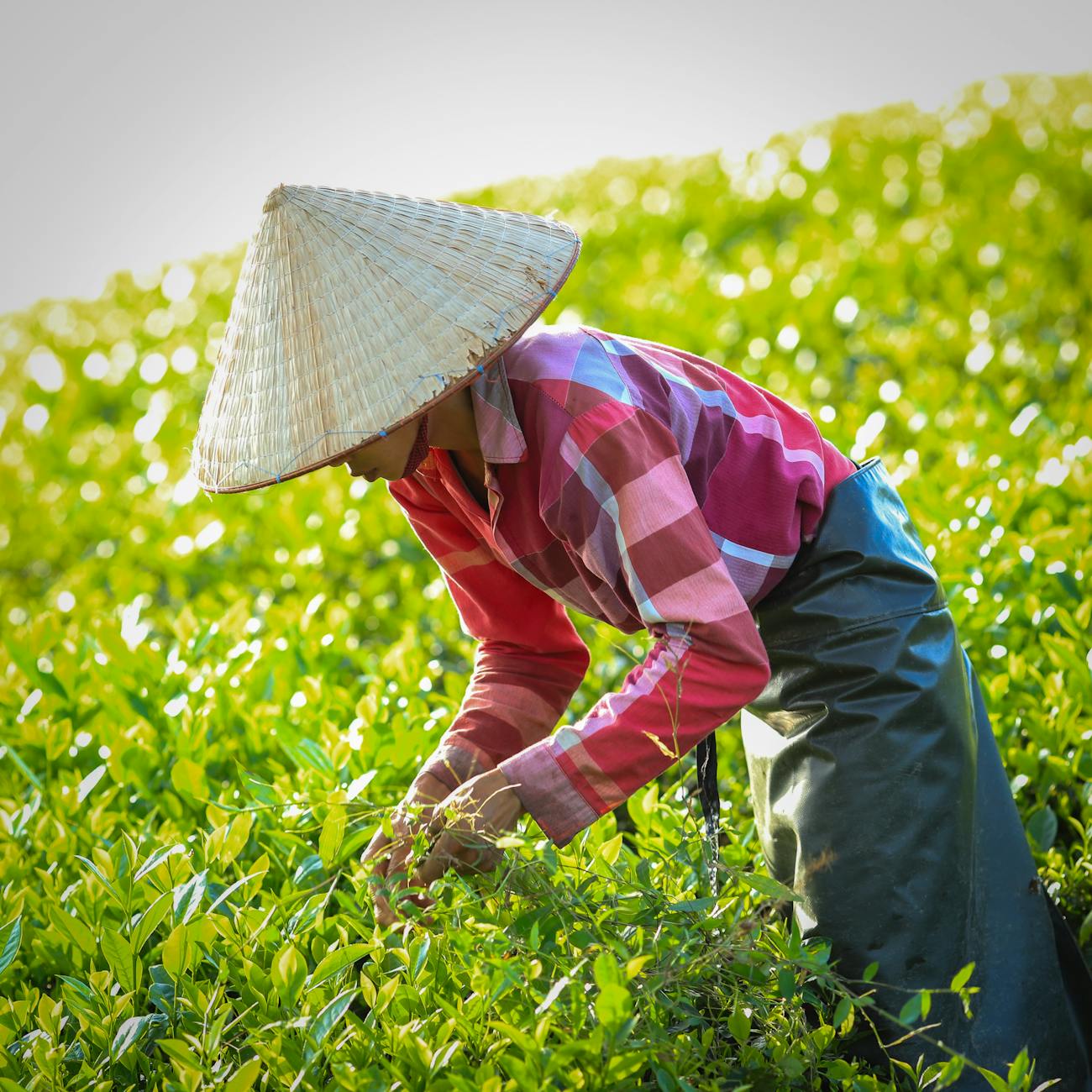 Ethical Sourcing