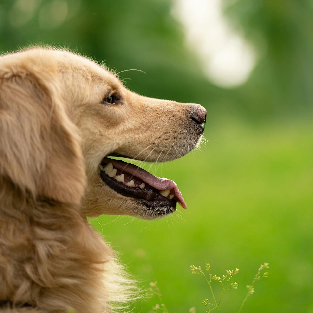 Canine Anatomy and Physiology