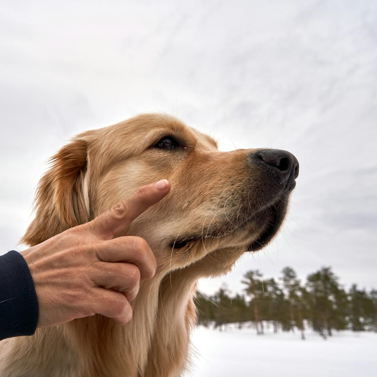 Canine Acupressure Assessment