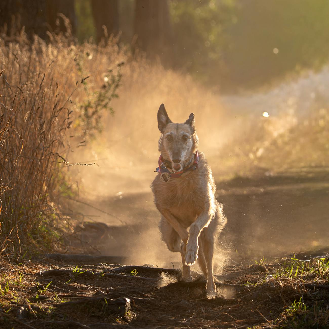 Canine Acupressure Treatment Planning