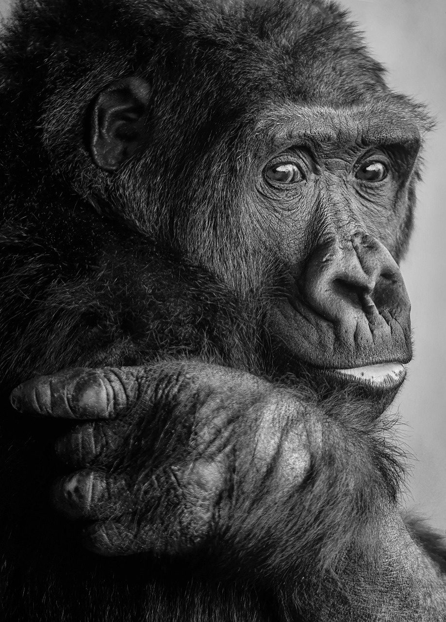 Endangered Species Act