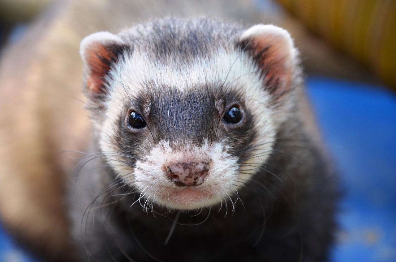 Food-Based Enrichment Techniques