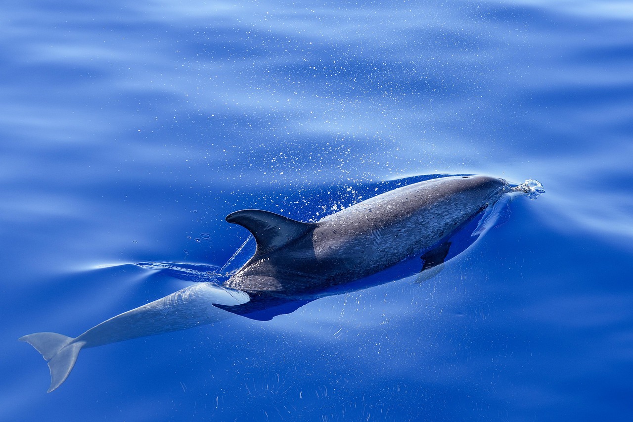Risk Assessment in Aquatic Environments  