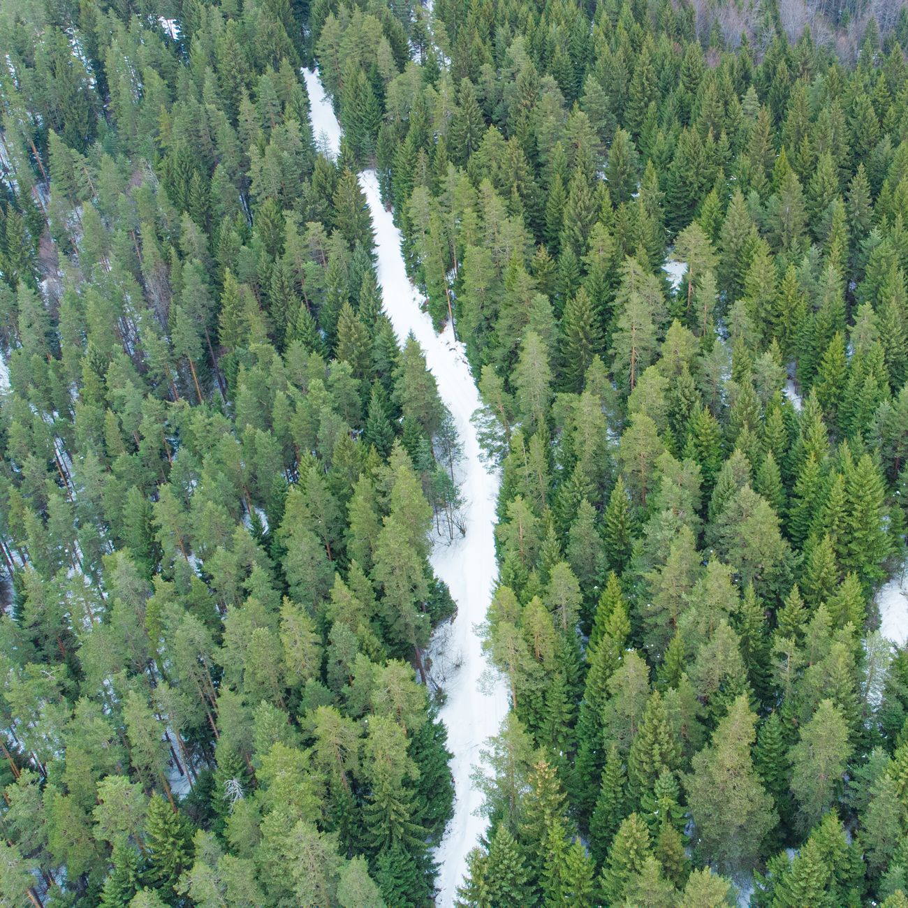 Carbon Credit Project Reporting