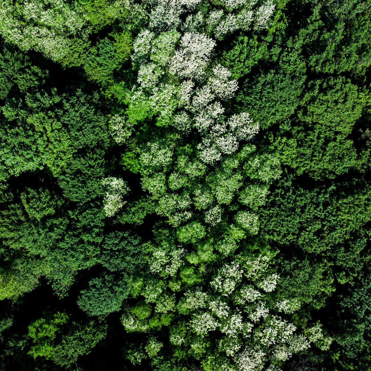 Carbon Credit Project Verification Data Analysis