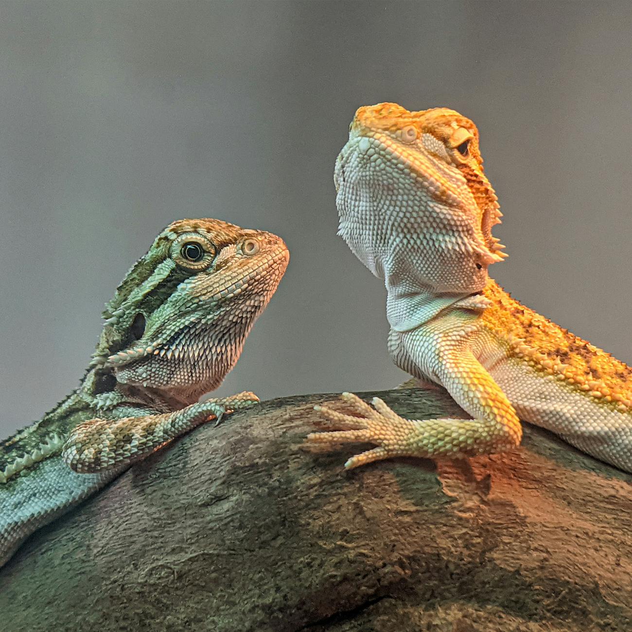 Understanding basic exotic animal anatomy and physiology