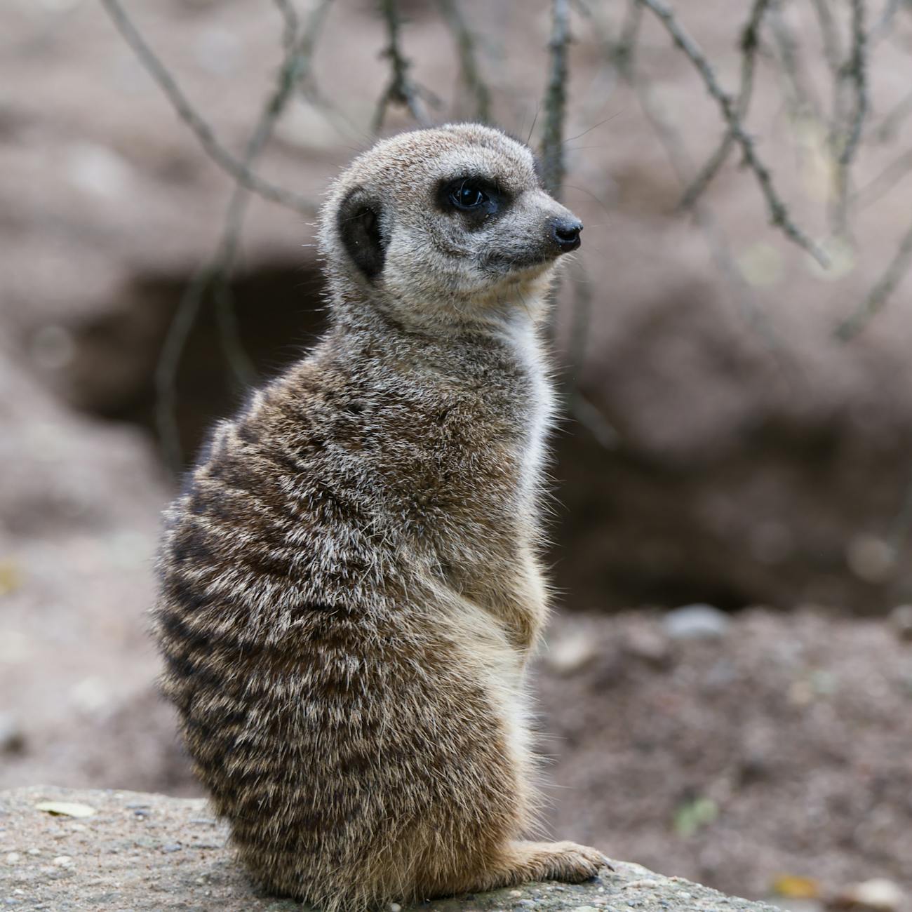 Administering first aid to exotic animals with respiratory distress