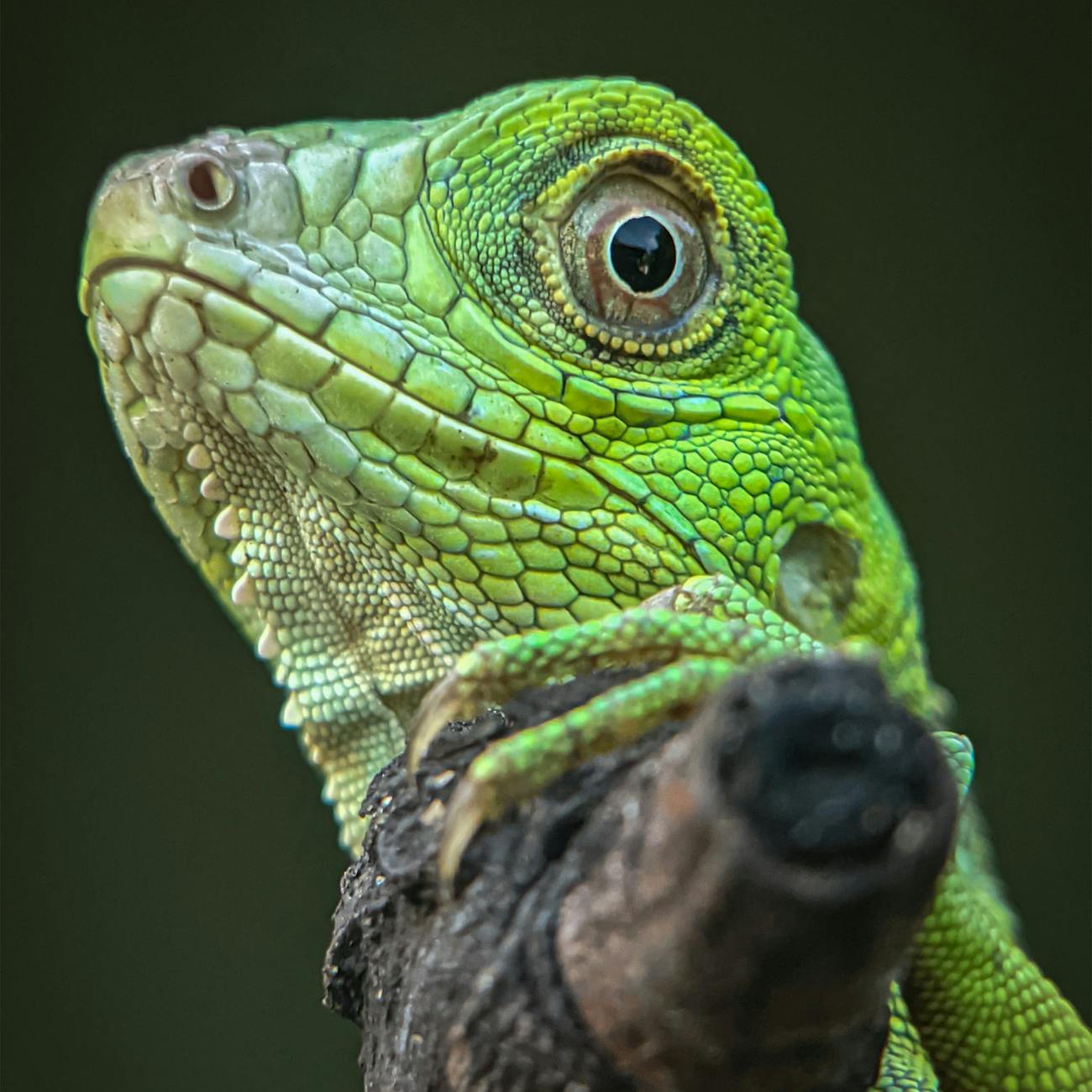 First aid for exotic animals with wounds and bleeding