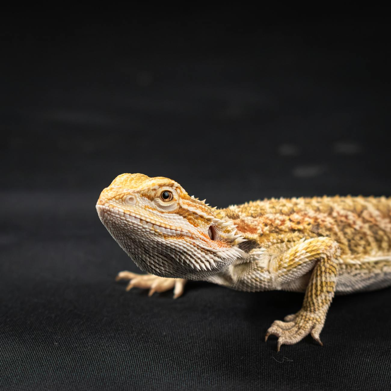 Preparing a first aid kit for exotic animals