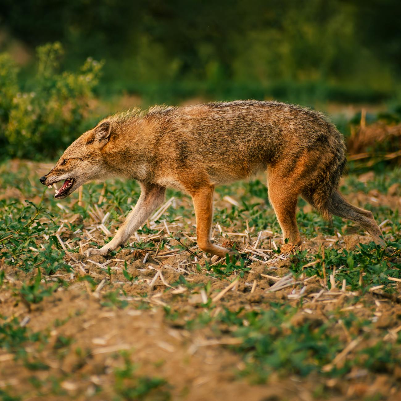 Wildlife Crime Investigation