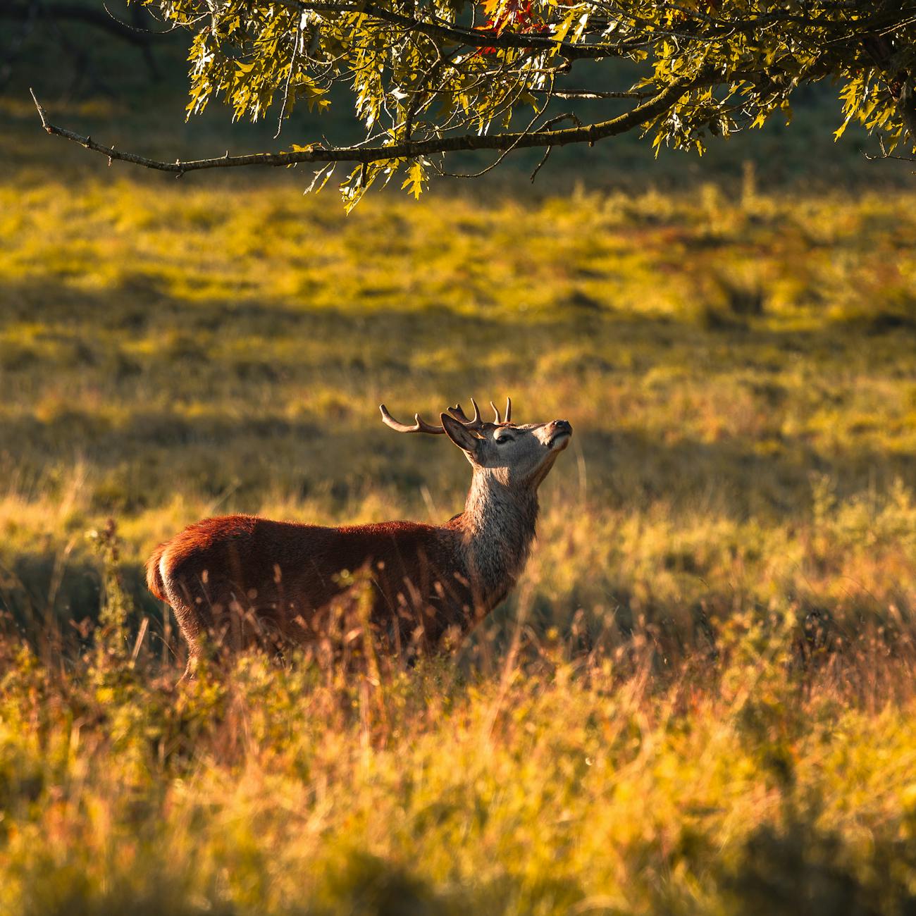 Wildlife Legislation and Policy