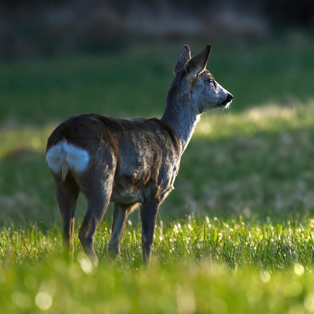 Intelligence Gathering in Wildlife Law Enforcement