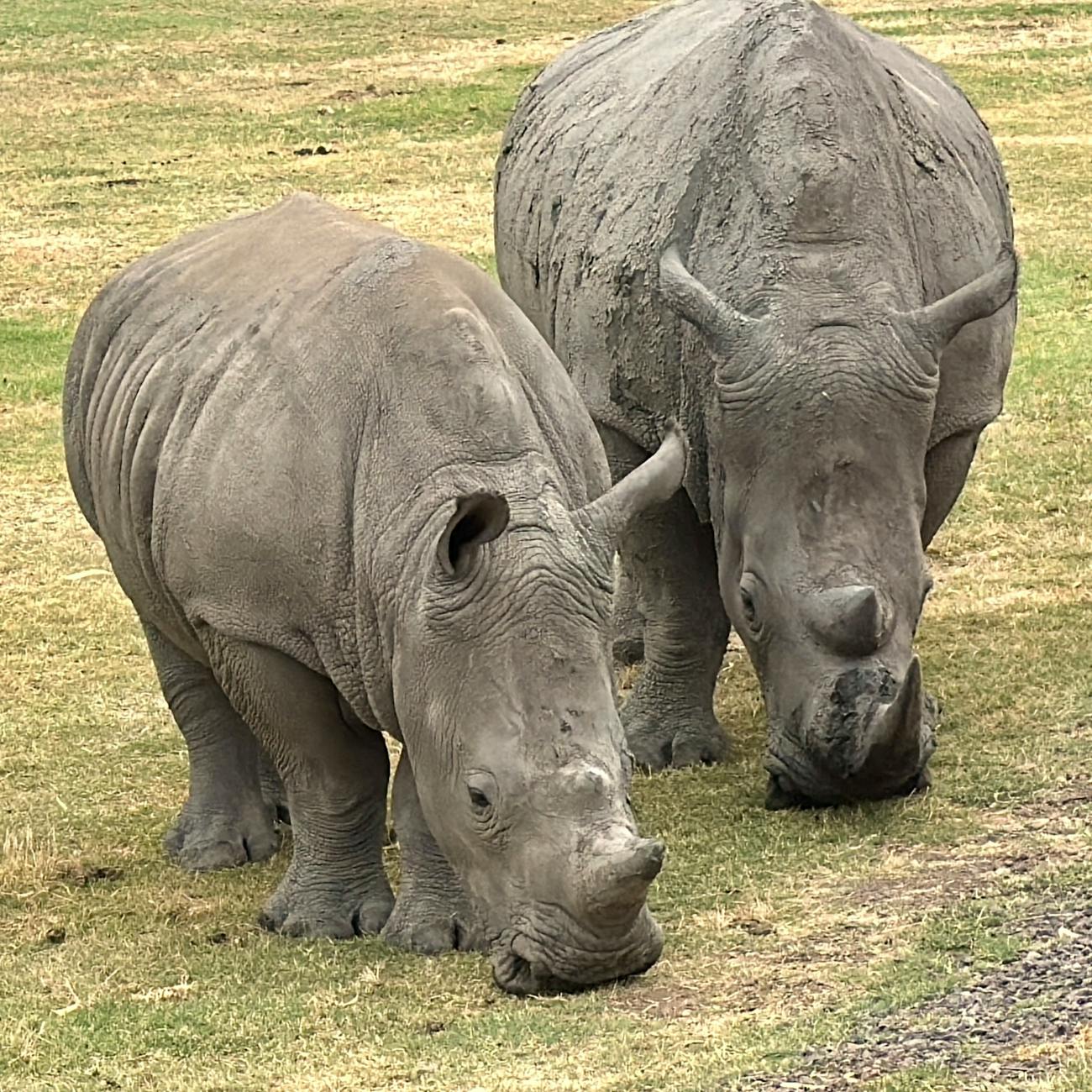 Wildlife Trafficking and Smuggling