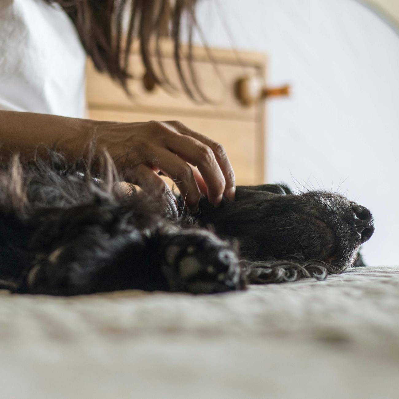 Anatomy and Physiology of Human-Animal Interaction