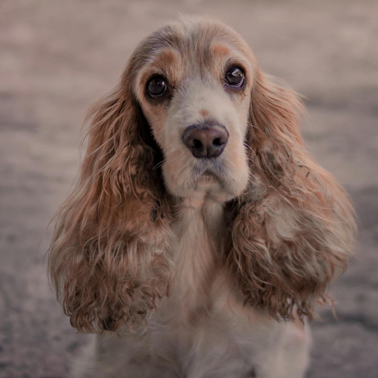Implementing Pet Therapy Programs in Healthcare Settings