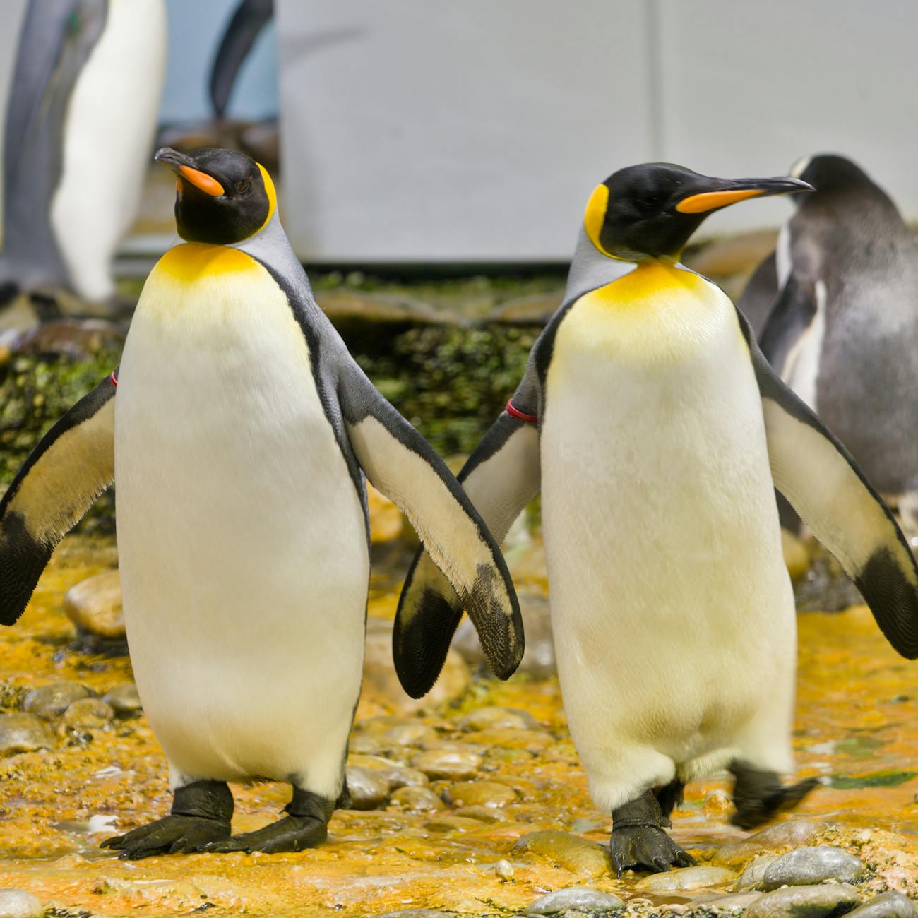 Penguin Husbandry and Welfare
