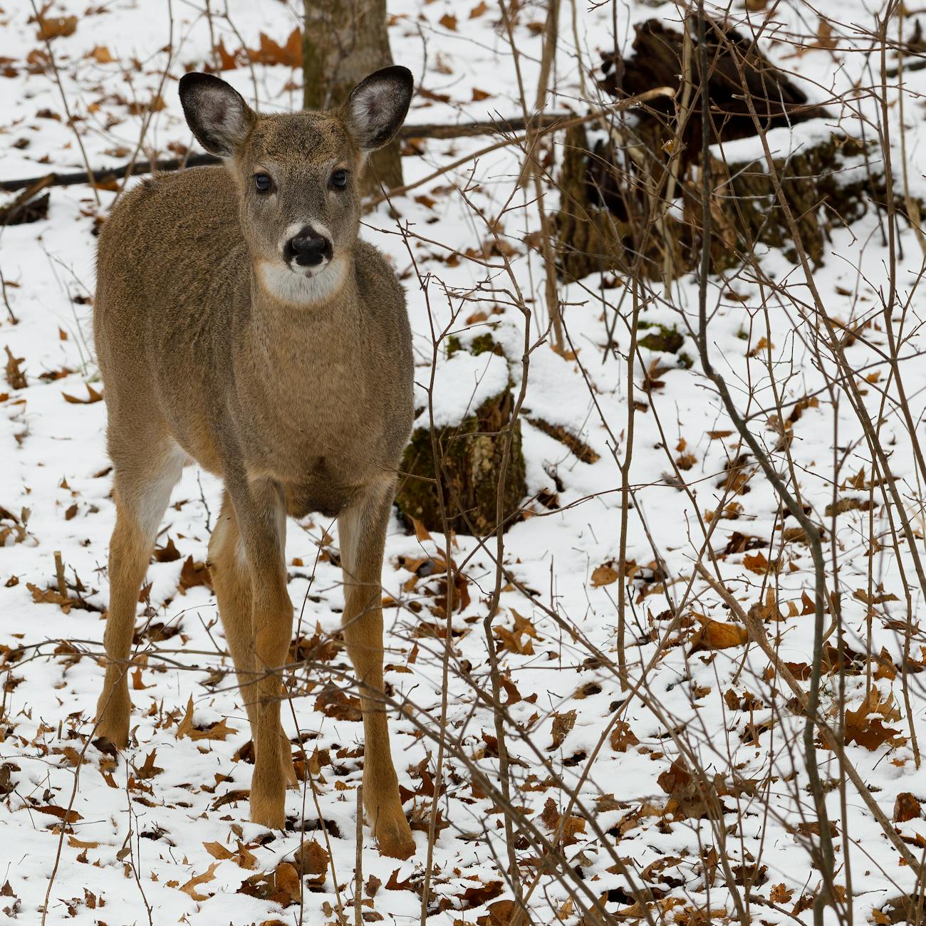 Wildlife Legislation and Policy Analysis