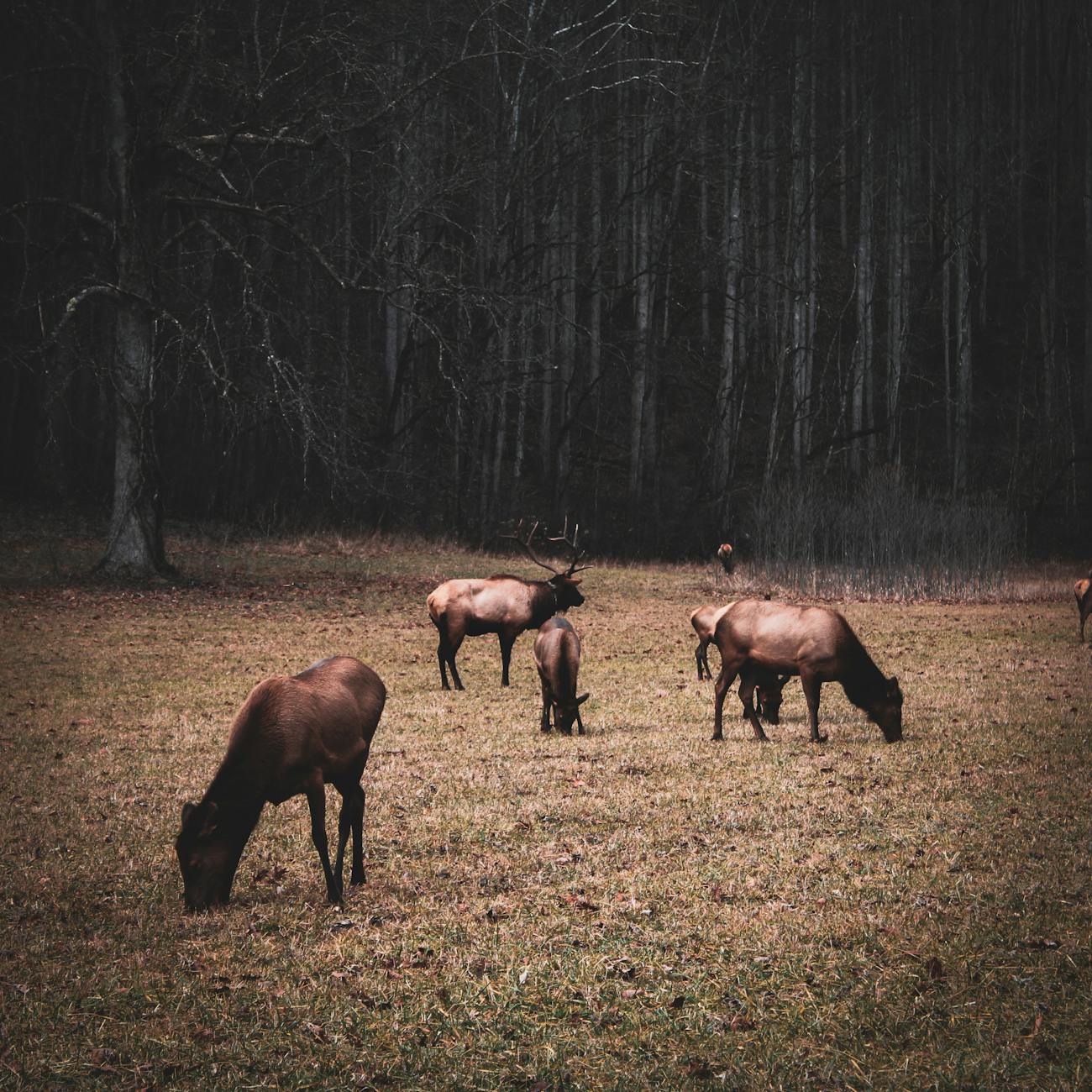 Conflict Resolution in Wildlife Enforcement