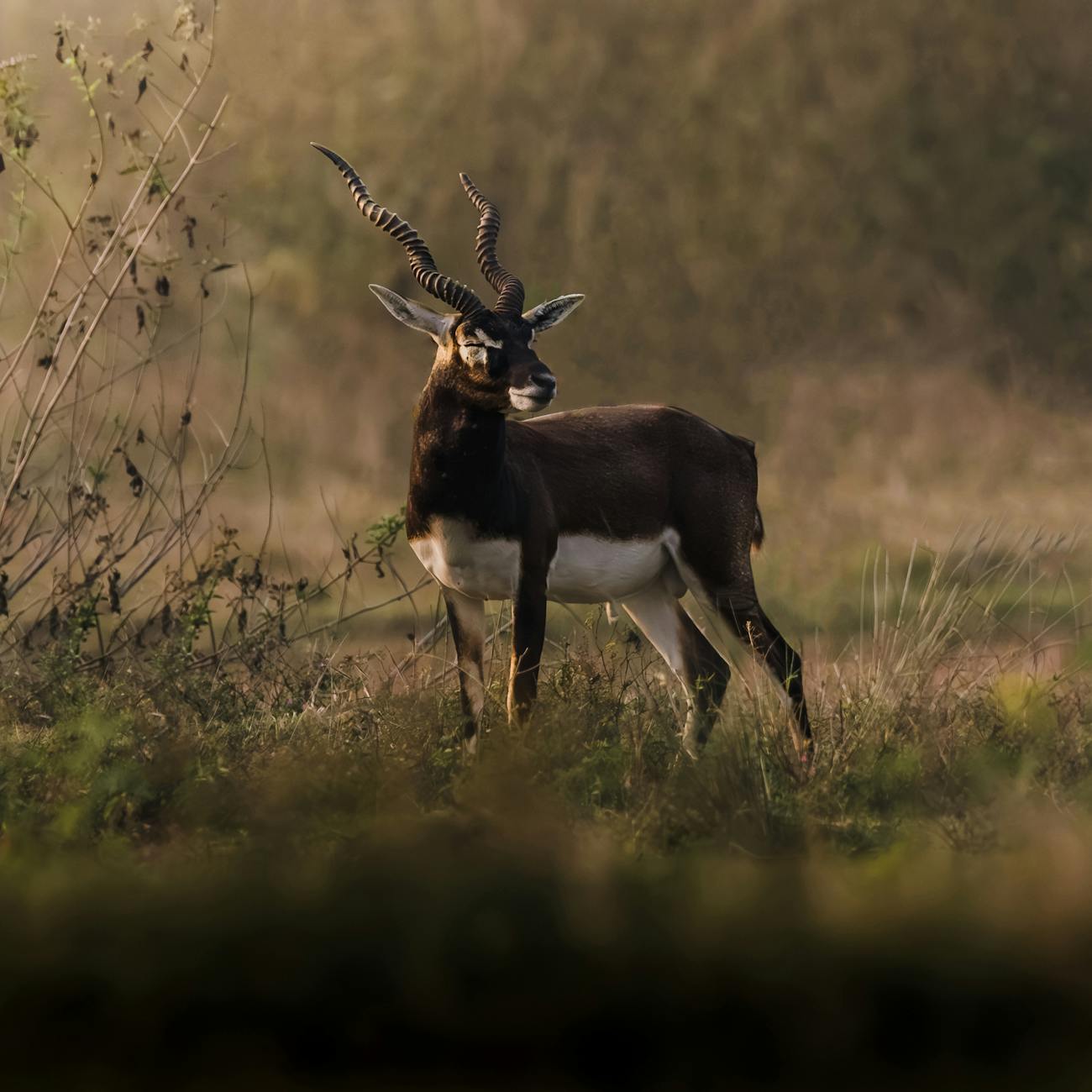 Market Research for Wildlife Tourism
