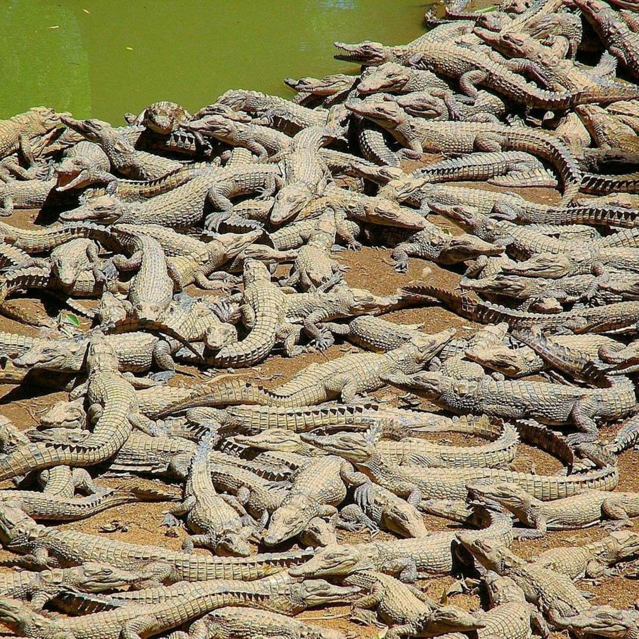 Managing Wildlife Tourism Operations