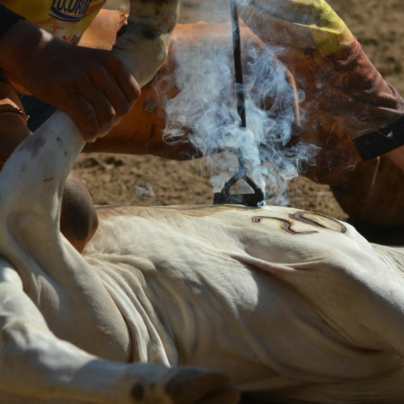 Brand Management in Wildlife Tourism