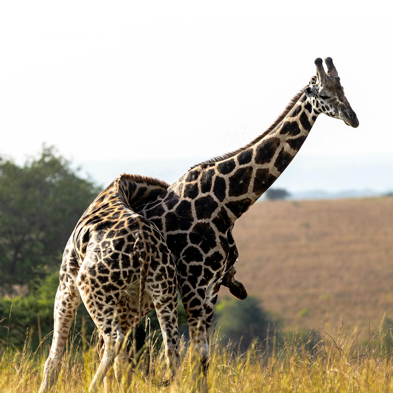 Community Engagement in Wildlife Tourism
