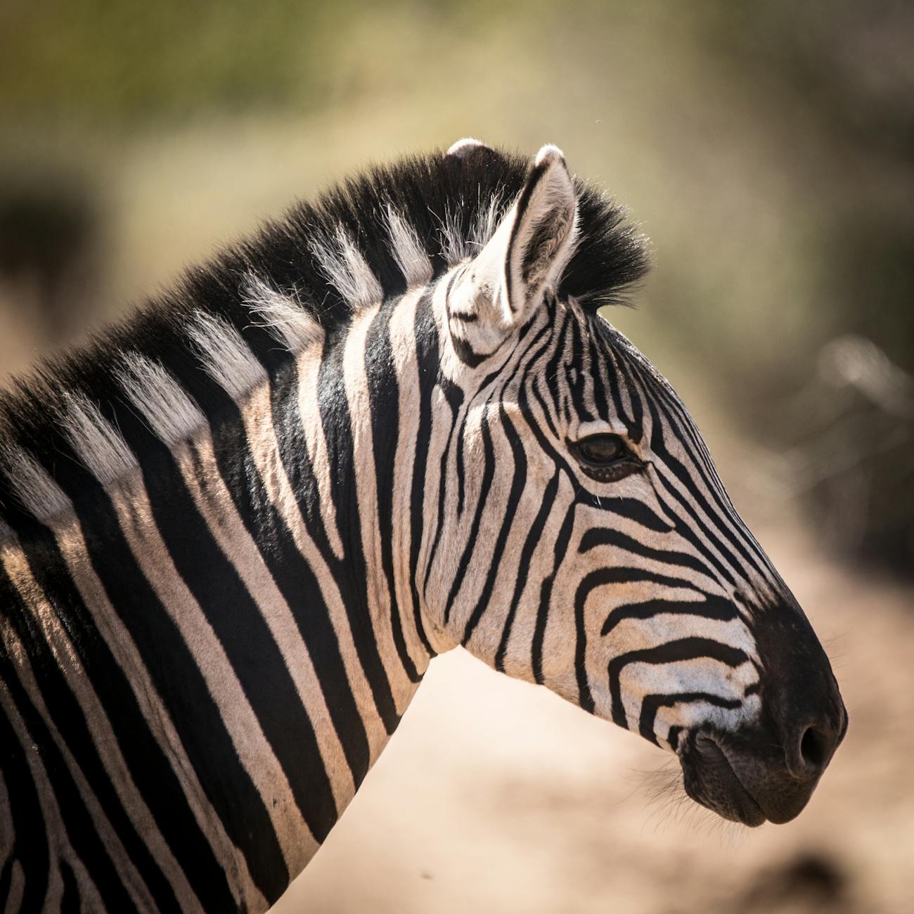 Ethical Issues in Wildlife Tourism.