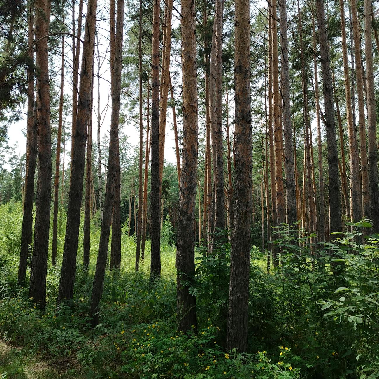 Natural Language Processing for Environmental Communication