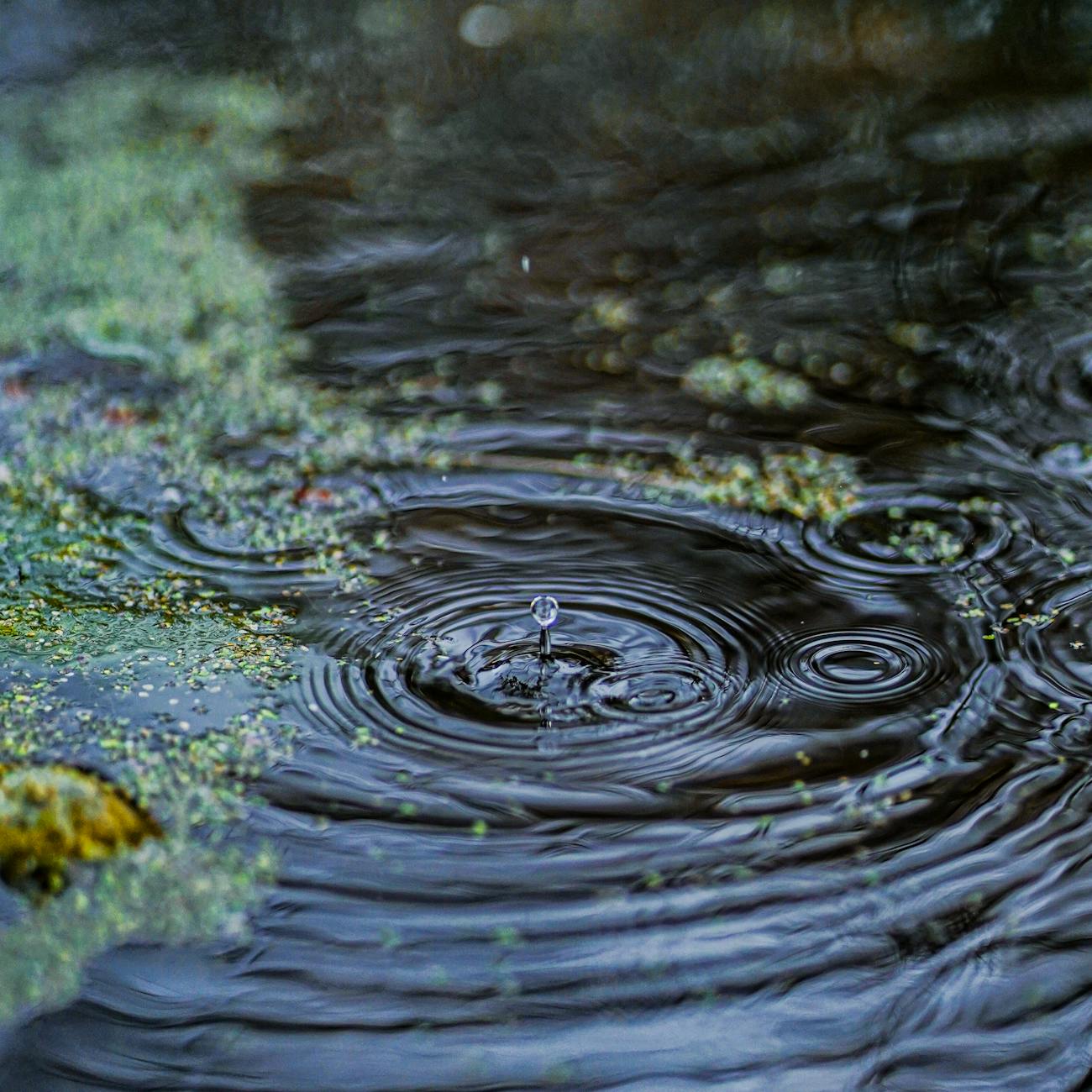 Water Quality Data Management