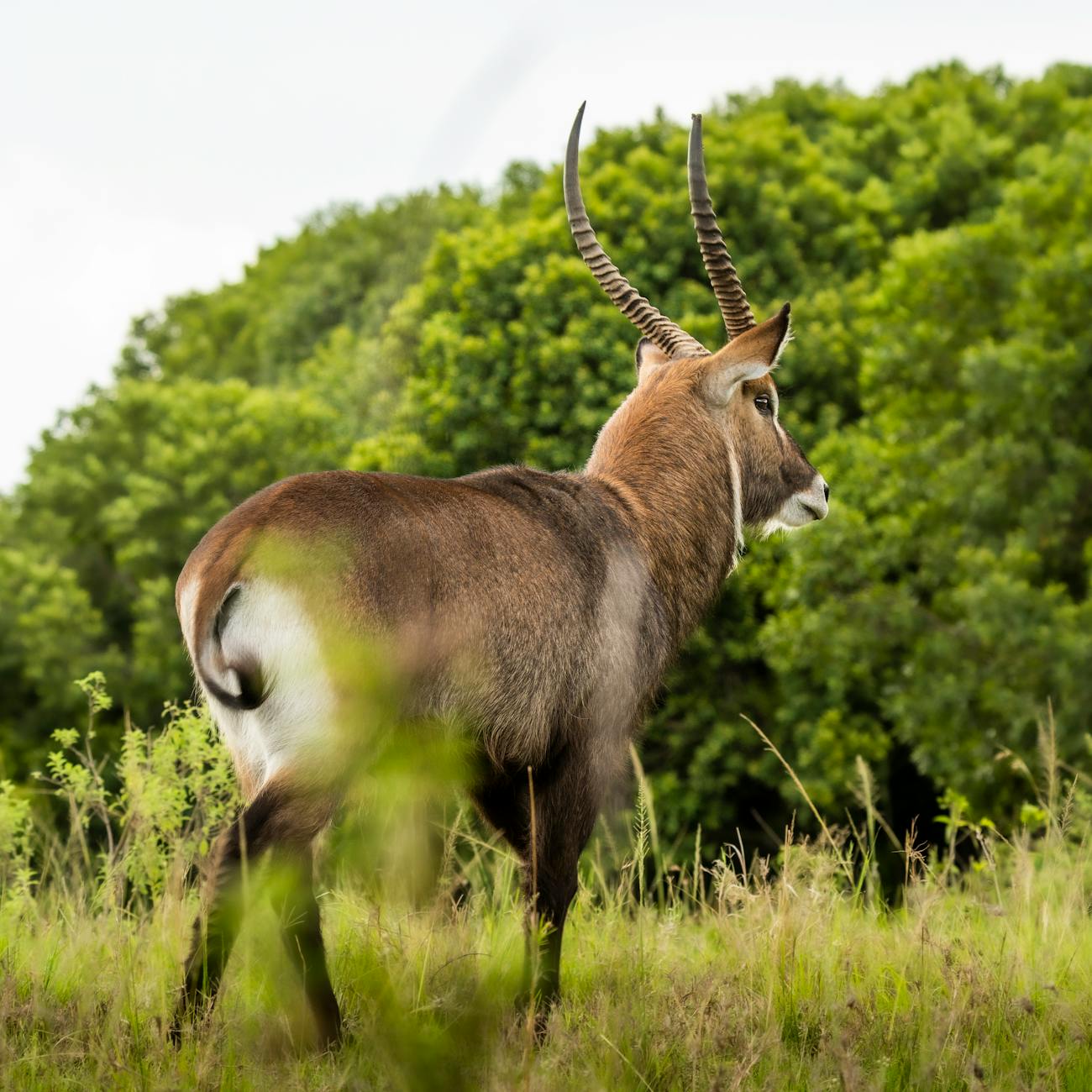 Advanced Wildlife Law and Policy