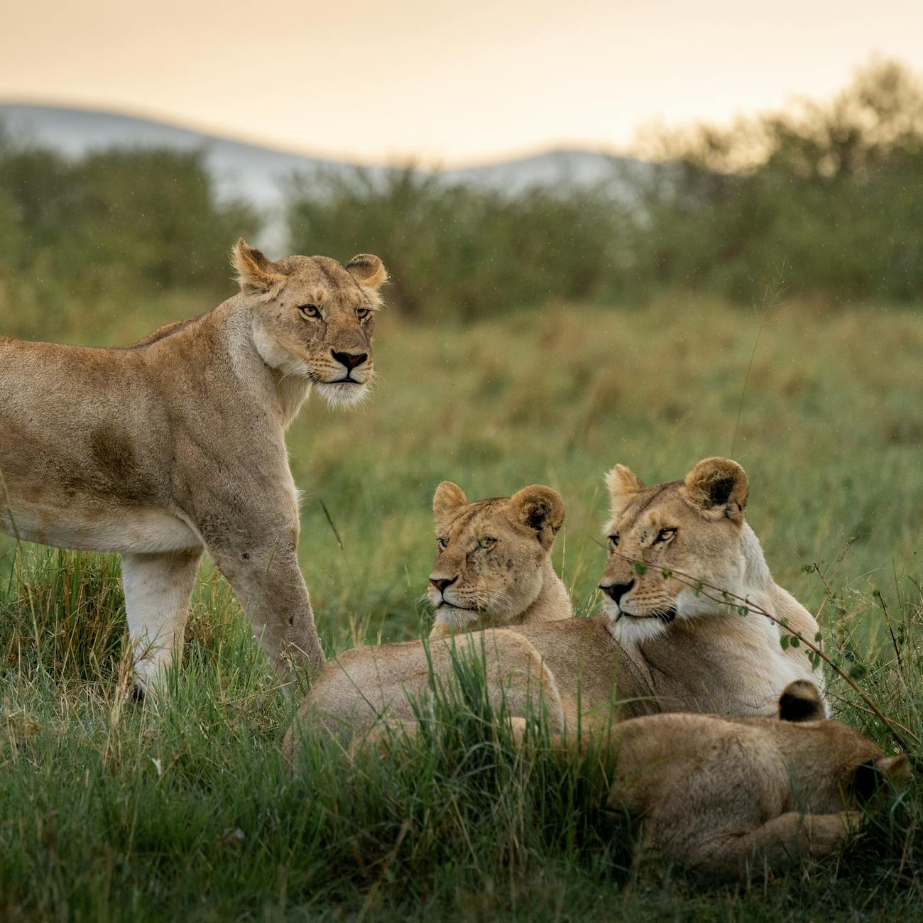 Wildlife Crime and Enforcement
