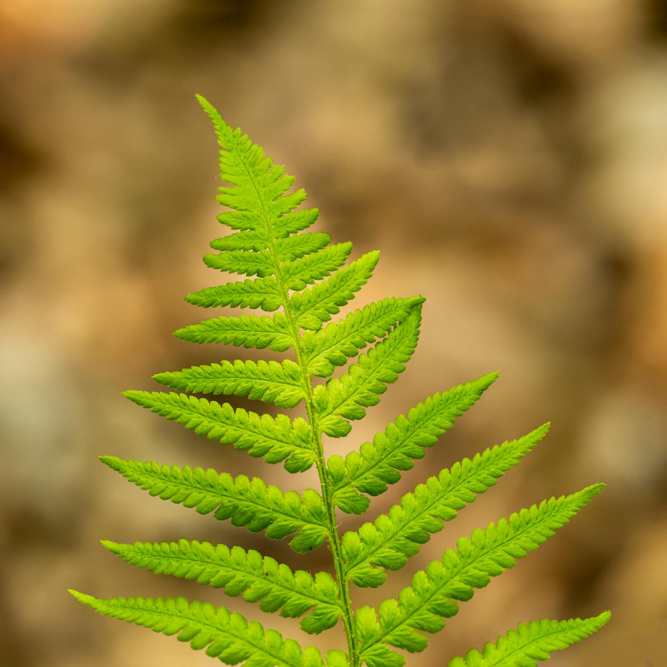Unit 4: Plant Identification and Selection